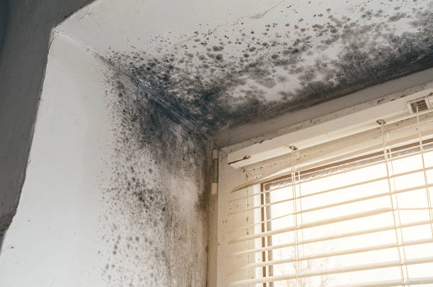 Affordable Mold Remediation solutions in Houston, PA